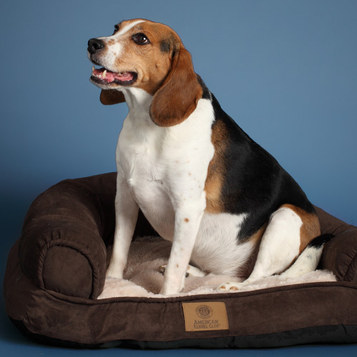 pet beds and accessories from American Kennel Club