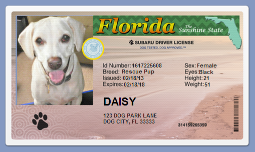 Driver's license for dogs