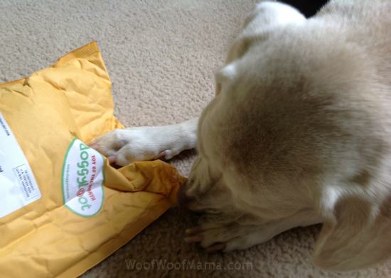Daisy dog opening her doggyloot mail
