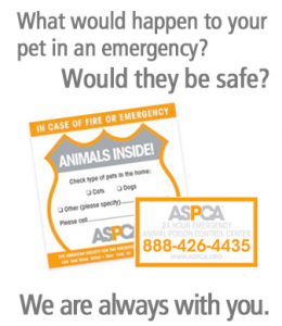 Free Pet Safety Pack