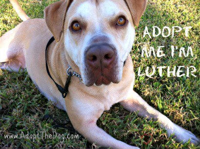 Adopt Luther