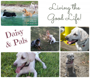 Daisy and Pals living the good life!