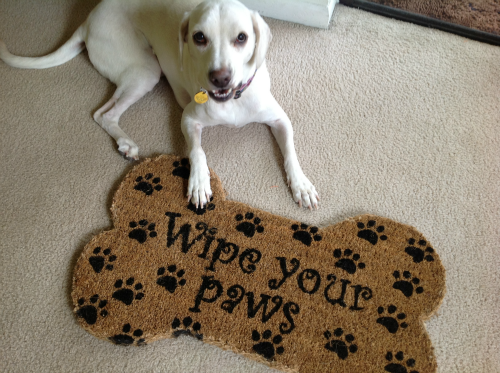 paws mat