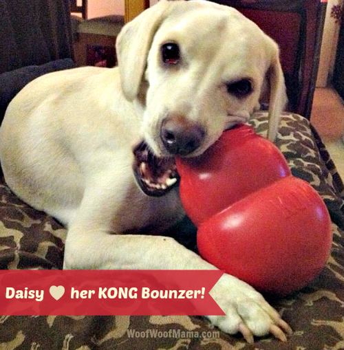 Daisy with her KONG Bounzer dog toy