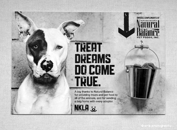 No Kill LA pet adoption center