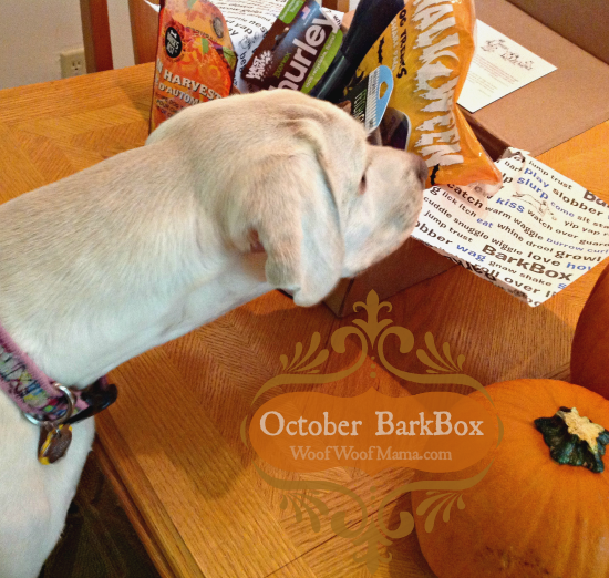 See what was in the October BarkBox and get a deal on the next one!
