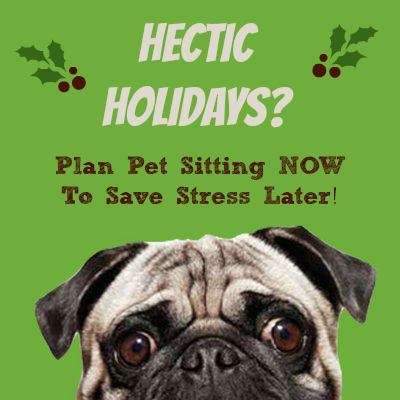 hectic holidays pets