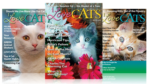 I love cats magazine