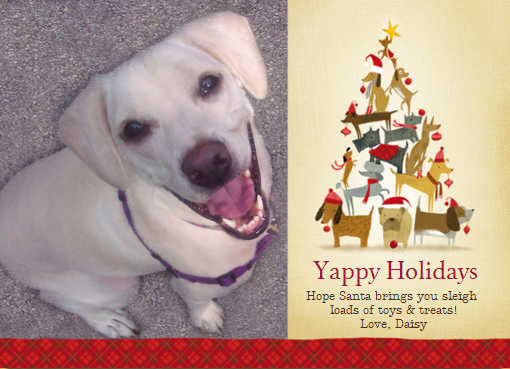 Daisy Yappy Card