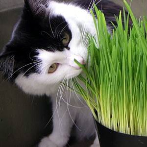 grow cat grass