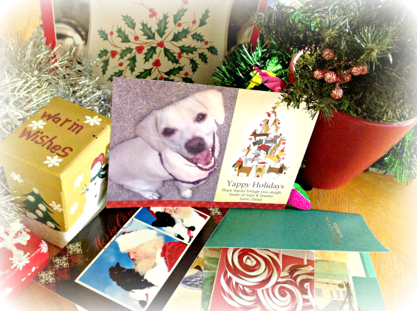 cardstore dog-themed holiday photo card with Daisy