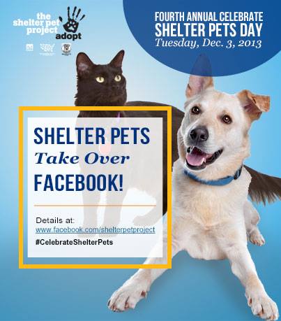 shelter pet project