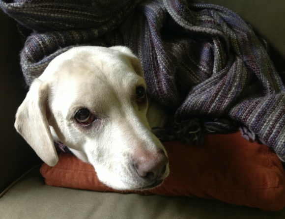 cold dog under blanket