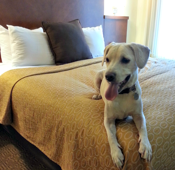 daisy pet-friendly hotel bed