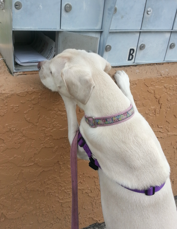 daisy mailbox