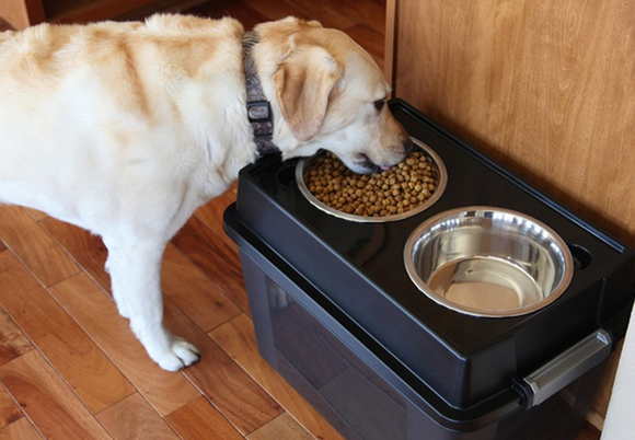 dog feeder