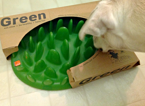 Daisy's new green feeder