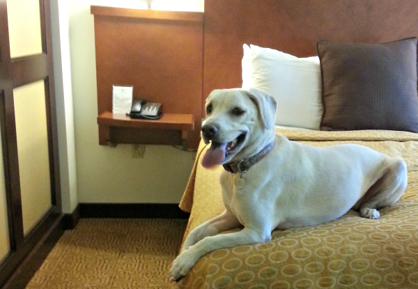 pet friendly hotel with Daisy