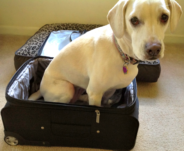 daisy suitcase