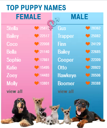 popular names for dogs