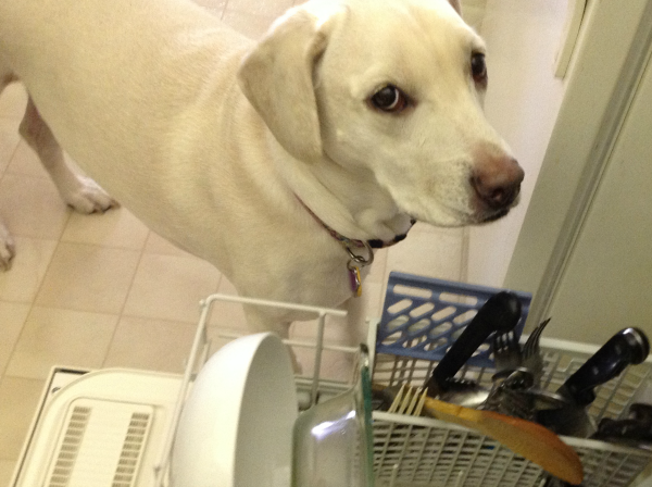 dog dishwasher