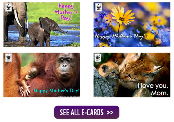 free wildlife ecards