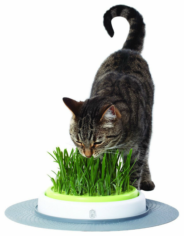 cat grass feeder