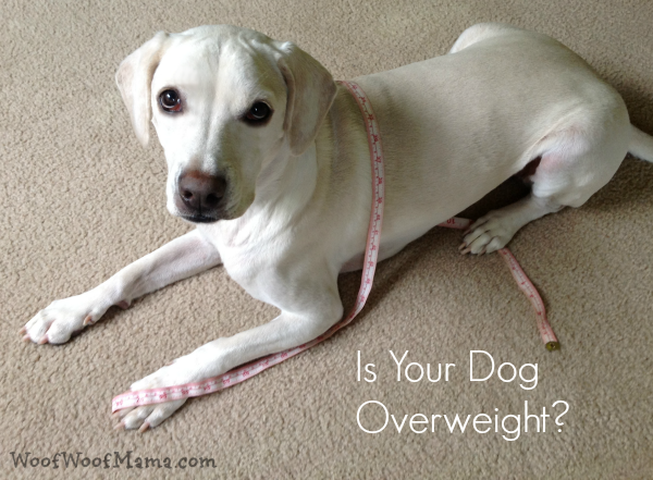 weight loss dogs
