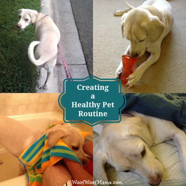healthy pet routine