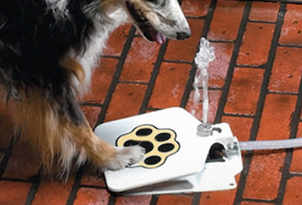 step activated pet fountain