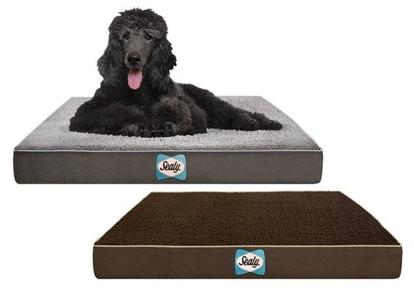 sealy dog bed