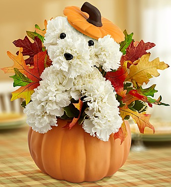 pumpkin-halloween-dog-flowers