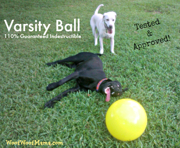 Unbreakable Dog Toy Varsity Ball Daisy