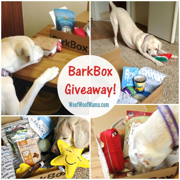 Daisy BarkBox Giveaway