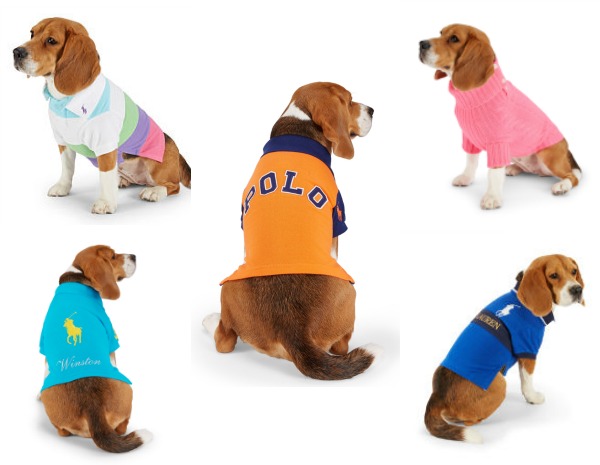 Dogs in Polo Shirts