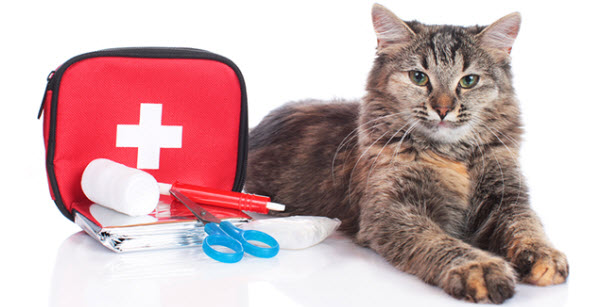 pet-emergency-kit-cats-dogs