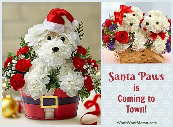santa-paws-christmas-dog-flowers