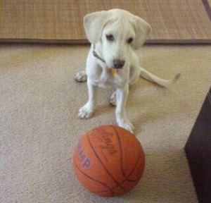 Daisy as a Puppy with Basketball