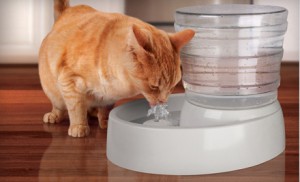 Animal Planet Pet Water Fountain on Sale