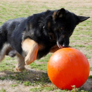Indestructible Varsity Ball for Dogs