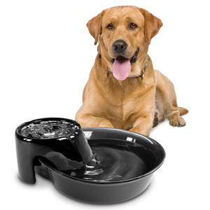 yellow lab with smile, black water fountain with filter and fresh running water