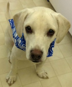white dog, yellow lab, daisy, dog with obama scarf, cute dog, dog by fridge