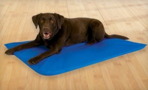 Pet Cooling Beds on Sale