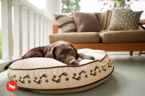chocolate lab lying on P.L.A.Y. dog bed with footprint pattern, wayfair promo code deal on pet products
