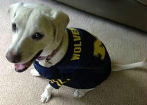 Michigan Wolverines dog jersey, cute dog in football jersey, daisy, go blue, dogs