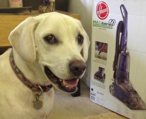 cute white lab puppy, hoover max extract 60 carpet cleaner