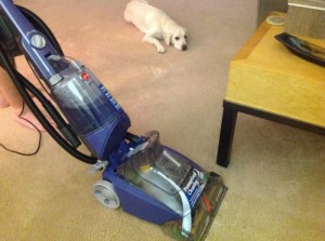 hoover carpet cleaner, max extract, dog carpet, carpet, dog