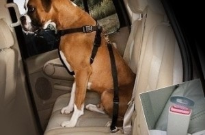dog riding in car, dog seatbelt, pet safety deals, dog harness, boxer dog, car seat