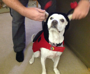 cute lady bug costume, halloween costume for dogs