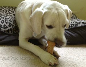 daisy dog bone biscuit from 800petmeds order
